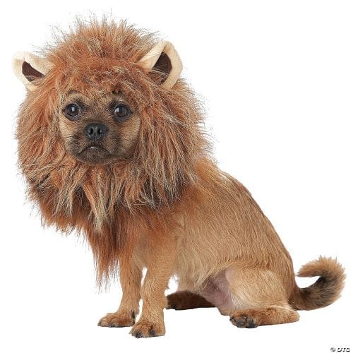 King of the Jungle Pet Costume