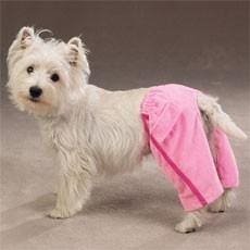 Luxury Couture Dog Sweatpants