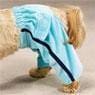 Luxury Couture Dog Sweatpants