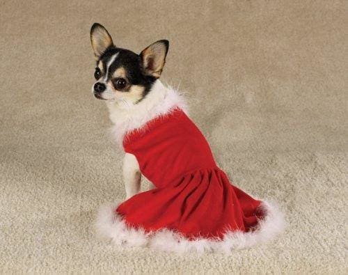 Mrs. Claus Dog Dress