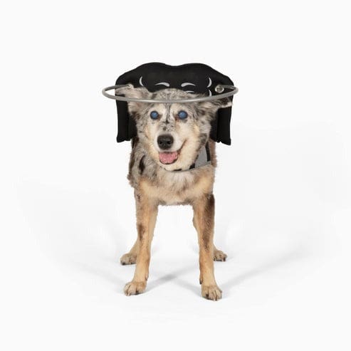 Muffin’s Halo Guide For Blind Dogs-Black