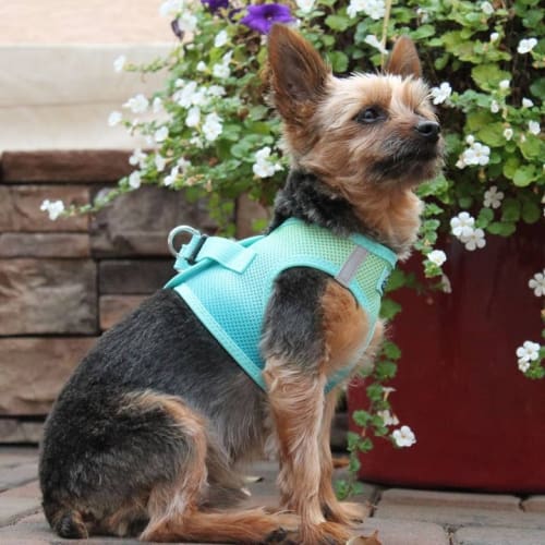 Ombre Choke Free Dog Harness - Aruba Blue