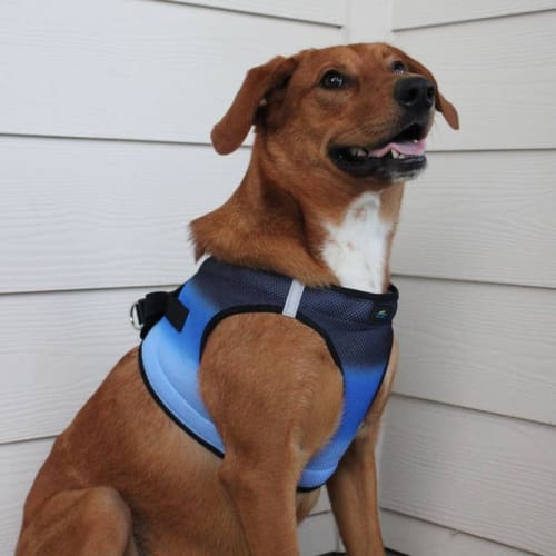 Ombre Choke Free Dog Harness - Midnight Sky