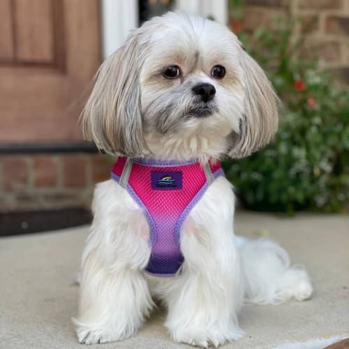 Ombre Choke Free Dog Harness - Raspberry Sundae