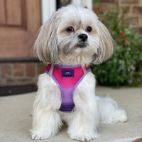 Thumbnail for Ombre Choke Free Dog Harness - Raspberry Sundae