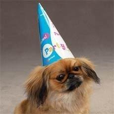 Party Animal Birthday Hats for Dogs