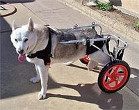 Thumbnail for Pet Wheelchair Large