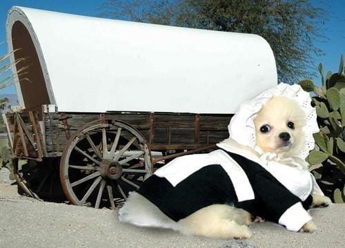 Pilgrim Girl Dog Costume