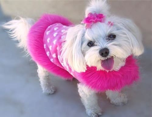 Pink Fur Trim Dog Sweater