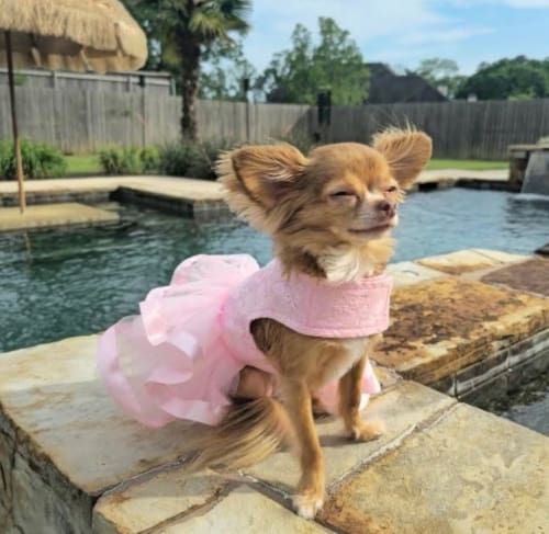 Pink Lace and Ruffles Dog Dress