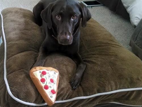 Pizza Slice Dog Toy