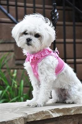 Polka Dot Ruffle Choke Free Dog Harness