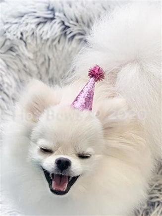 Pooch Party Hats- for girls