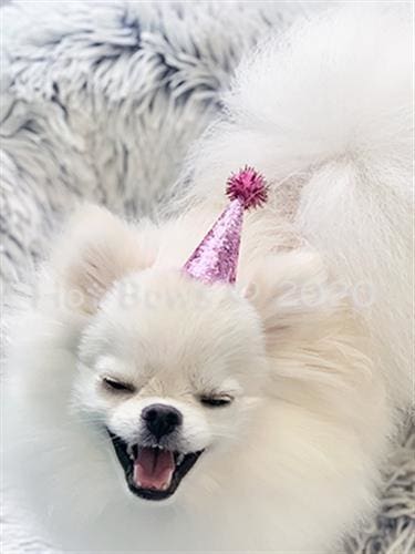 Pooch Party Sparkle Dog Hat
