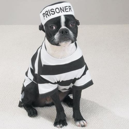Prison Pooch Halloween Costume