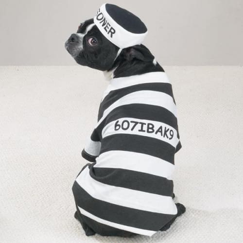Prison Pooch Halloween Costume