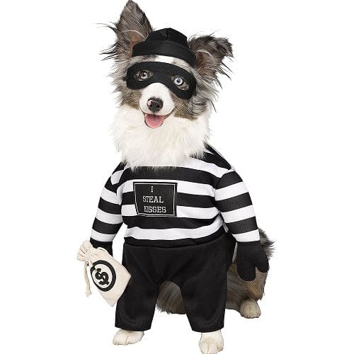 Robber Pup