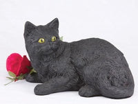 Thumbnail for Shorthair Cat All Black