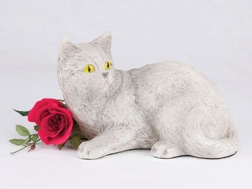 Shorthair Cat Light Grey