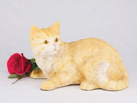 Thumbnail for Shorthair Cat Striped Orange Tabby