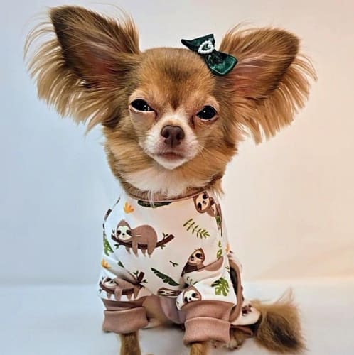 Sloth Dog Pajamas