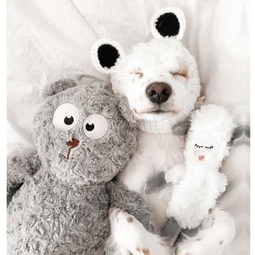 Snuggly Dog Toy
