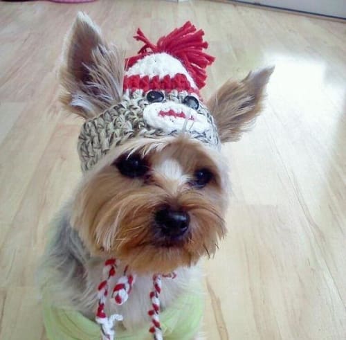 Sock Monkey Dog Hat