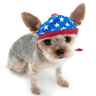 Patriotic Star Dog Hat