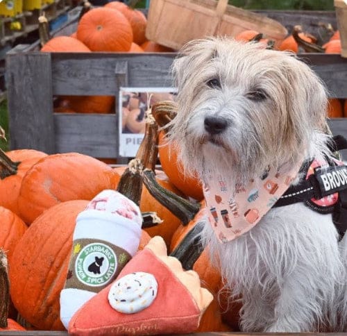Starbarks Pupkin Spice Latte Dog Toy