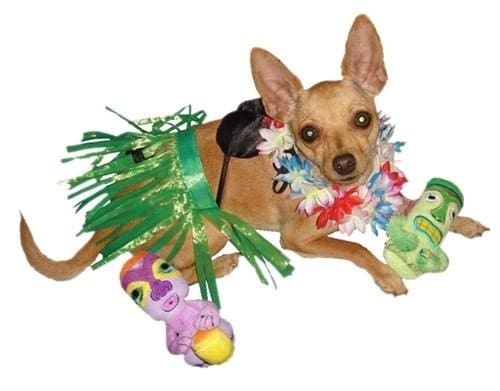 Tiki Party Dog Costume