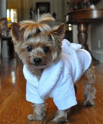 White Tiara Dog Bathrobe