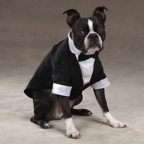 Yappily Ever After Groom Dog Tuxedo